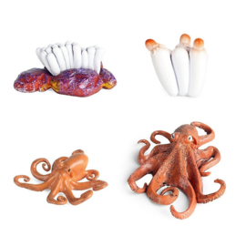Octopus levenscyclus