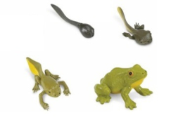 Frog lifecycle
