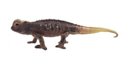 Kortstaart kameleon