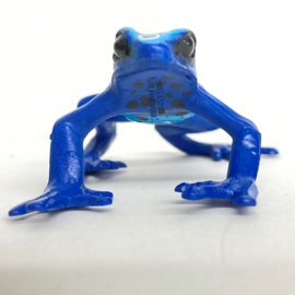 Blue poison frog Colorata