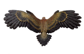 Wedgetail Eagle