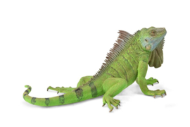 Iguana CollectA 88965