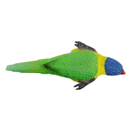 Rainbow Lorikeet