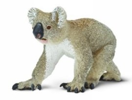 Koala  S225329