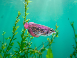 Arowana  Eugy 3D
