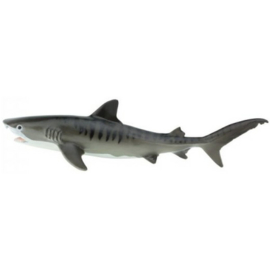 Tiger shark   S202229