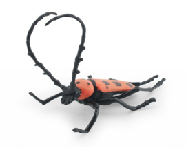 Boktor  Longhorn beetle