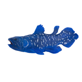 Coelacanth  Mojo 381050