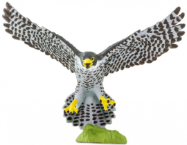 Peregrine Falcon   S100094