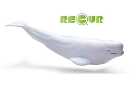 Beluga walvis XXL Recur