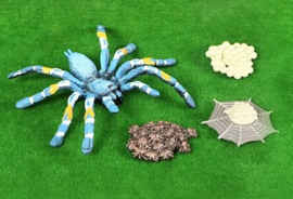 Spin blauw levenscyclus