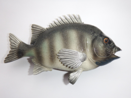 Zwarte zeebrasem