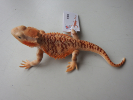Bearded lizard  (orange + brown)