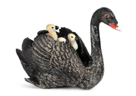 Zwarte zwaan met jongen