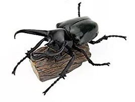 Caucasian Rhinoceros Beetle  Colorata