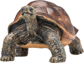 Giant tortoise  Mojo 387259