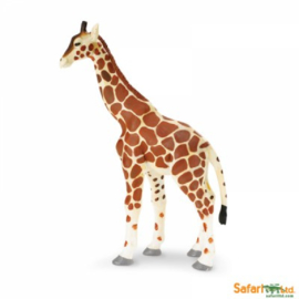 Giraffe S270629