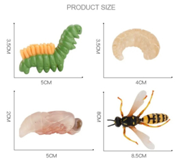Wasp & eggs on caterpillar