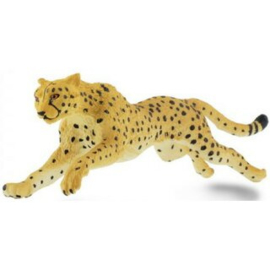 Cheetah  S290429