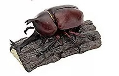 Japanese Rhinoceros Beetle  Colorata
