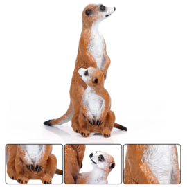 Meerkat  adult + young