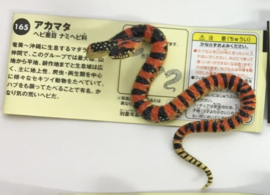 Ryukyu Odd-tooth Snake or Tricolor banded snake