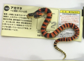 165 Ryukyu Odd-tooth Snake or Tricolor banded snake 165