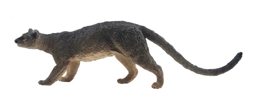 Fretkat of fossa