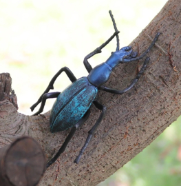 Beetle  blue