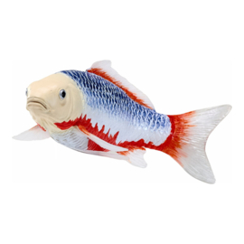 Koi karper Asagi (blue-red)  Mojö 381100
