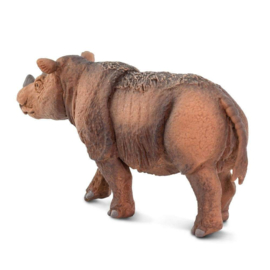 Sumatran Rhino  S100103