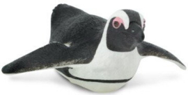 South African Penguin  S220529