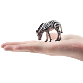 Zebra foal Toymany