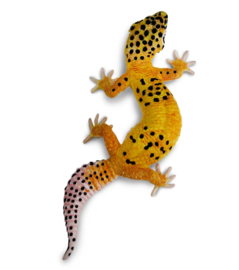 Luipaard gecko Safari 102504
