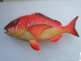 Rode eekhoornvis  XL