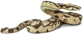 Boa constrictor S 266529