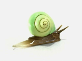 107 Snail Leptopoma nitidum