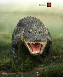 Alligator  CollectA 88609