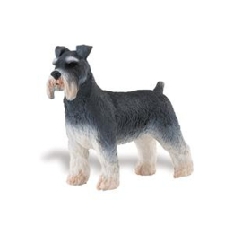 Schnauzer  S254329