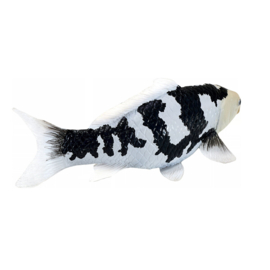 Koi Carp Shiro Utsuri  Mojö 381102 - june  2025