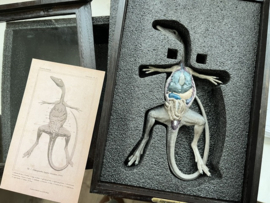 Compsognathus  Victorian Goth Stained Dissection Specimen 160727