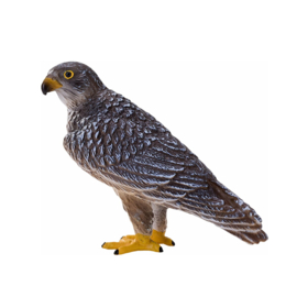 Peregrin falcon  Mojo 381056