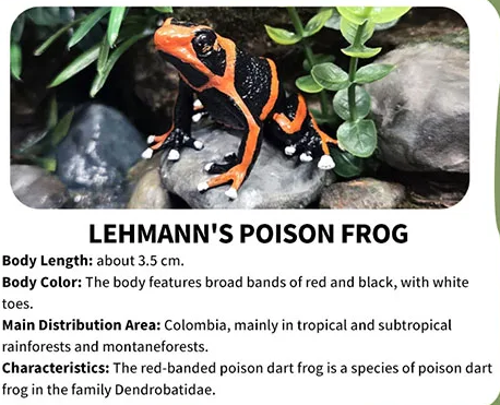 Lehmann's poison dartfrog Toymany