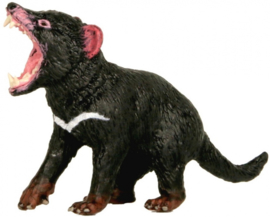 Tasmanian Devil Male