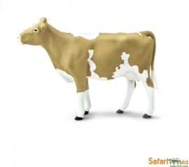 Guernsey Koe Safari 162029