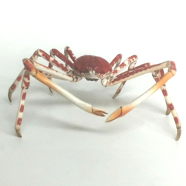 155 Japanese Spider Crab