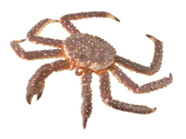 King Crab   CollectA 88851
