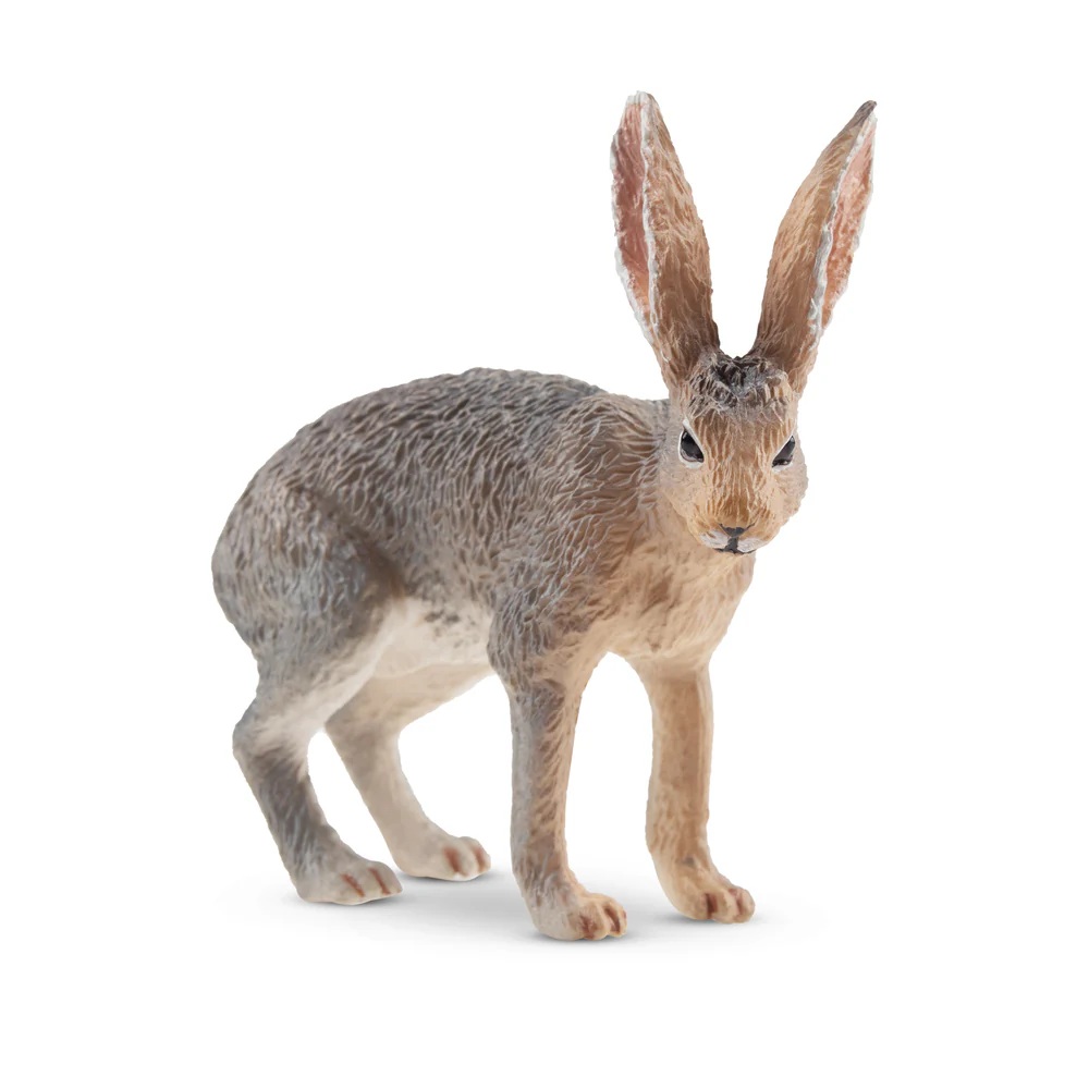 Antelope jackrabbit