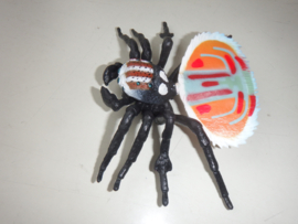 Peacock spider  Maratus volans