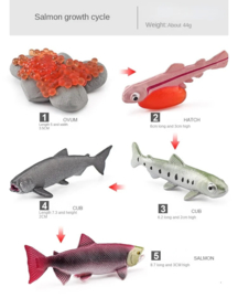 Zalm levenscyclus